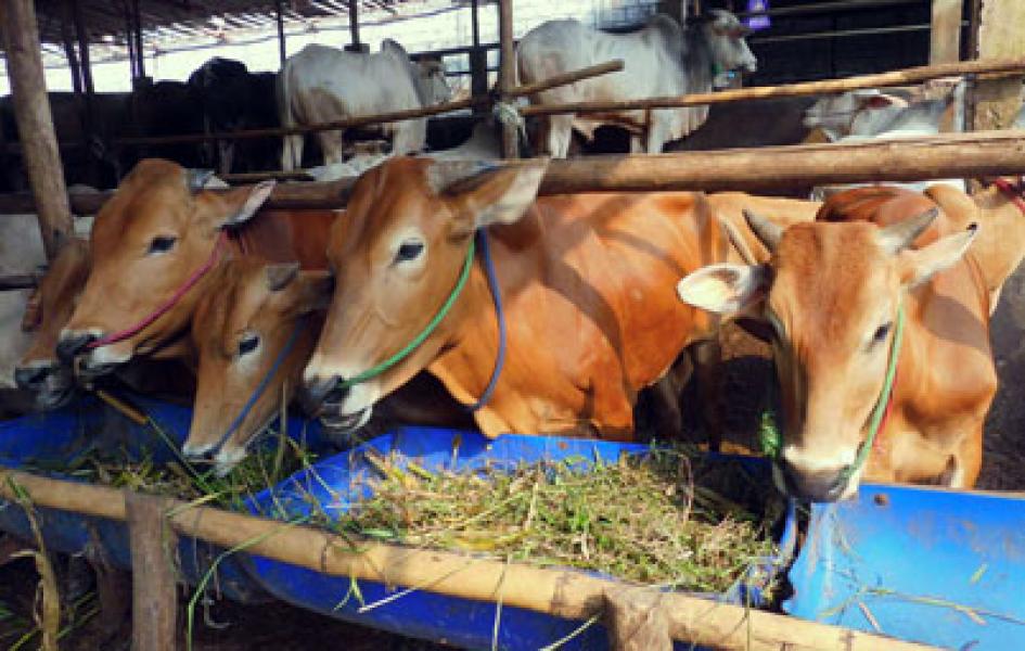Polresta Pekanbaru Kurban 13 Sapi dan 3 Kambing