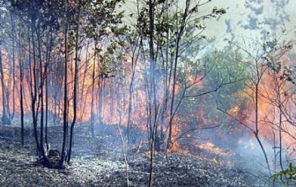 Sulit Dipadamkan, Lima Wilayah Hutan di Gunung Terbakar