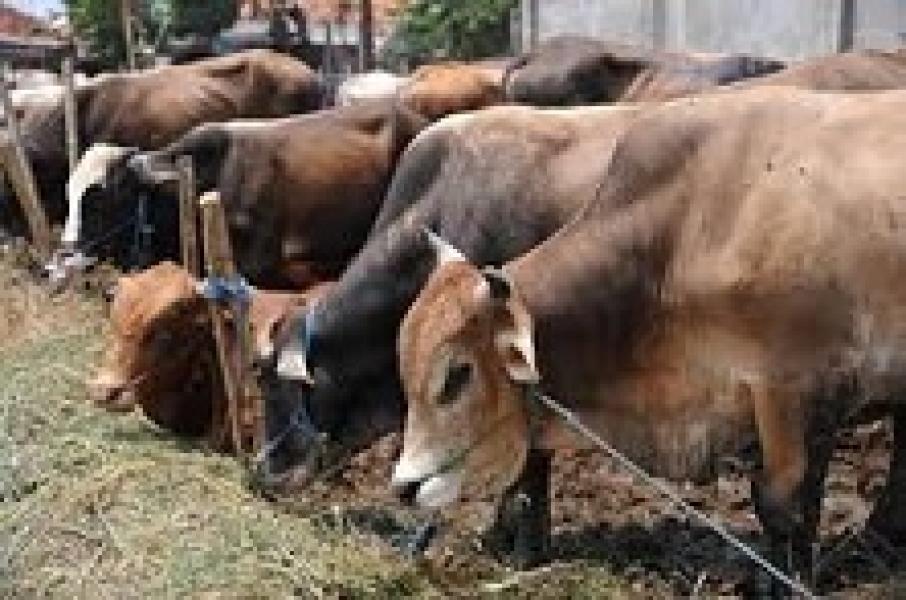 Yurni: Disnak Segera Pantau Hewan Qurban