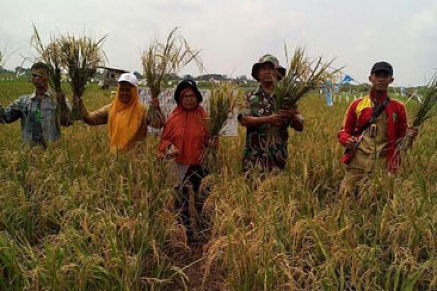 Babinsa Koramil 01/Rengat Turun Ke sawah Panen Padi Di Desa Tambak Kecamatan Kuala Cenaku