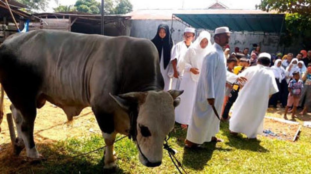 Fathullah Qurbankan Sapi Seberat 1,1 Ton