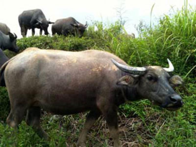 Kerbau Hewan Qurban Paling Banyak Diminati Masyarakat Kampar