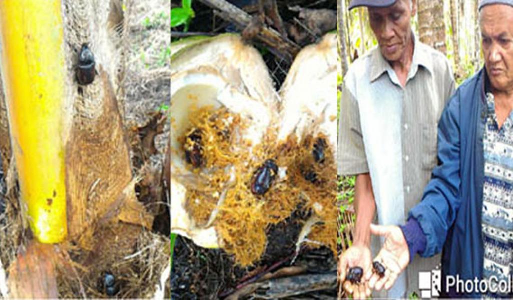 Puluhan Ribu Pohon Kelapa Rusak, Masyarakat Tuntut PT IJA Bertanggung Jawab