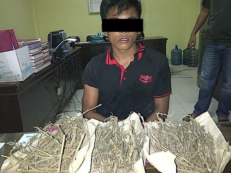 Satres Narkoba Polres Kuansing Bekuk Pengedar Ganja Asal Sumbar