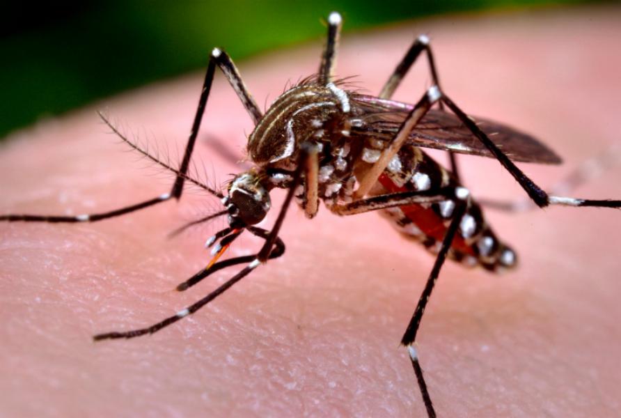Sudah Ada 16 Ibu Hamil Terinfeksi Zika di Singapura