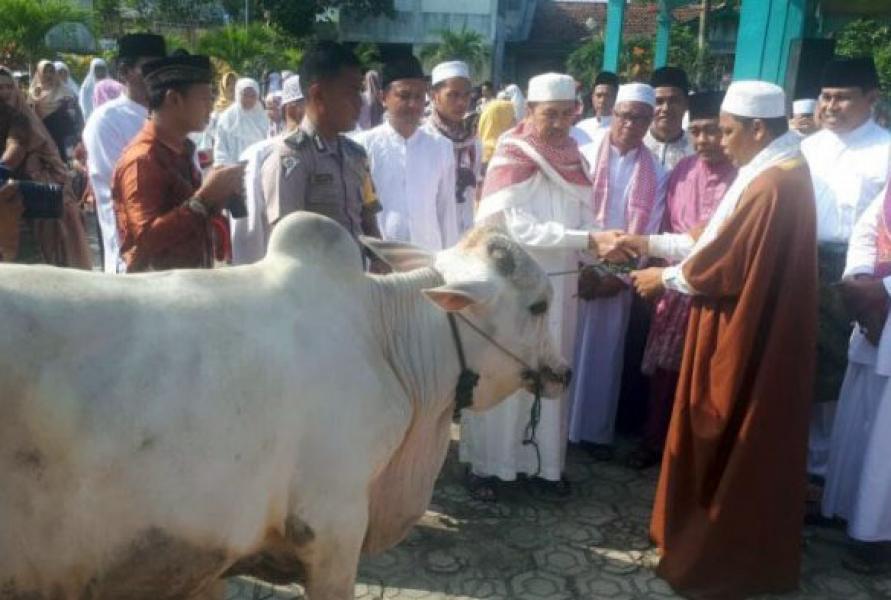 Hewan Kurban di Siak Capai 2090 Ekor, Meningkat Dari Tahun Lalu