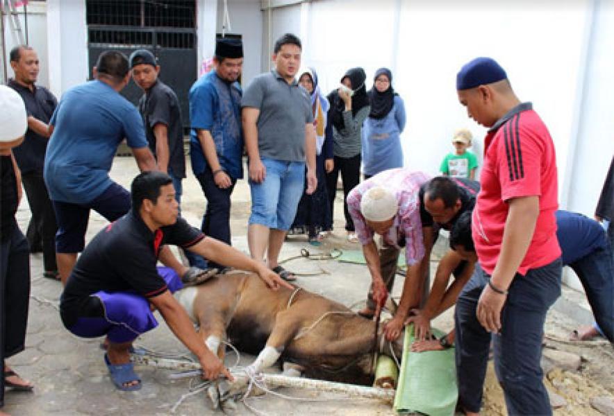 Implementasi Program ESR, Karyawan BRK Airmolek Sumbang 2 Sapi Kurban