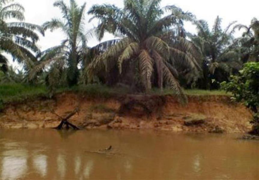 LIRA Desak Bupati Kampar Evaluasi Sertifikasi ISPO Perusahaan