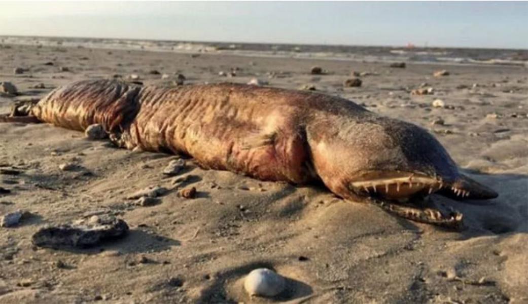 Pasca-Badai Harvey, Makhluk Misterius Terdampar di Pinggir Pantai Texas