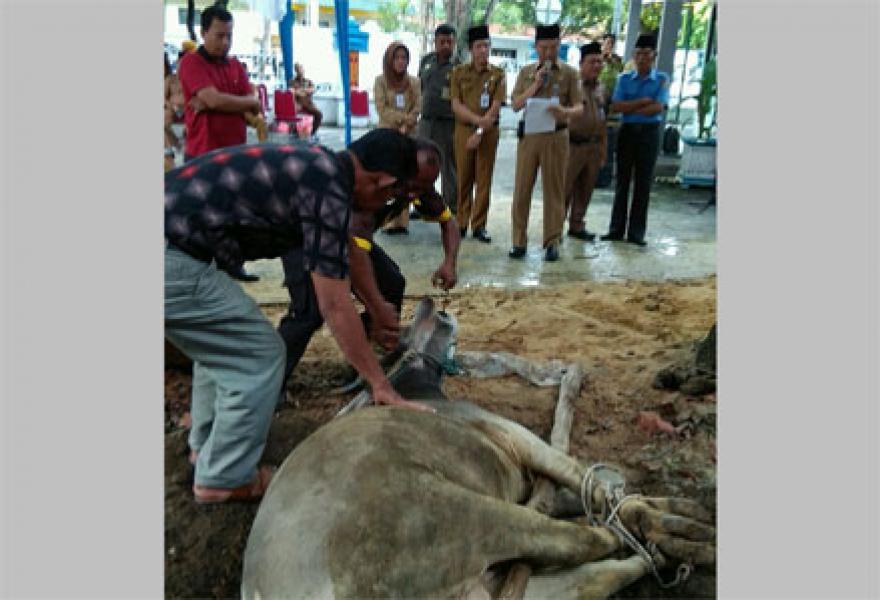 Pemko Pekanbaru Potong 10 Hewan Kurban