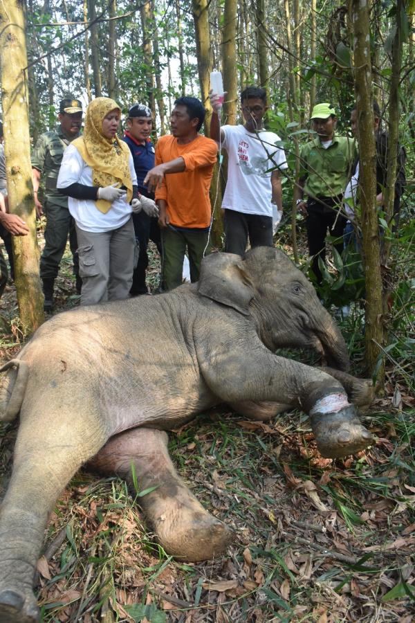 BKSDA Riau Berhasil Evakuasi Anak Gajah Liar Yang Terjerat