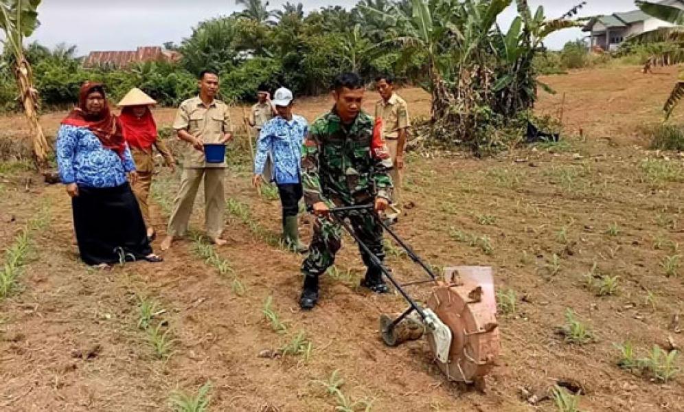 Babinsa Koramil 02 Rambah Dampingi Petani Lakukan Pemupukan Jagung