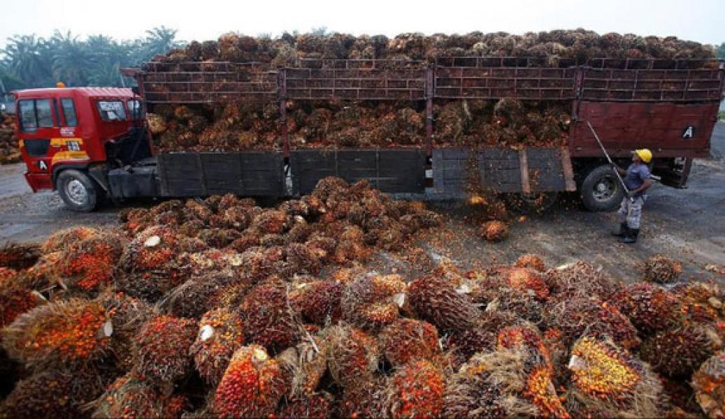 Banjir Sentimen Negatif, Harga CPO Turun 4 Hari Beruntun