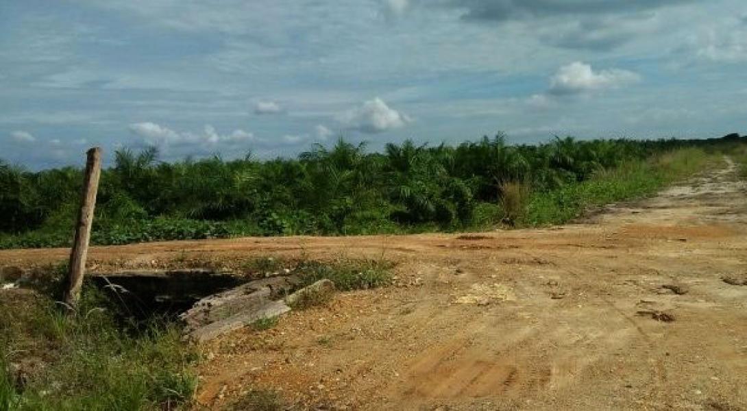 Kuasai Kawasan Hutan Untuk Perkebunan Sawit, YLBHR Gugat PT BSP