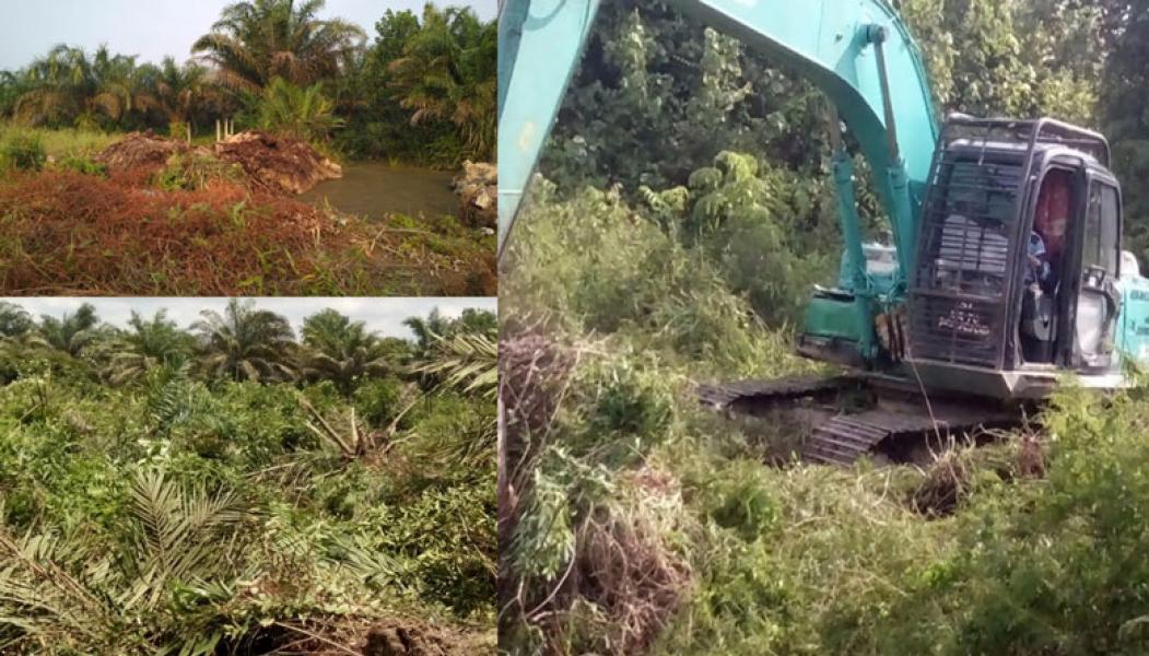 Mengaku Pemilik yang Sah, PT GII Rusak Kebun Sawit Warga Tenayan Raya