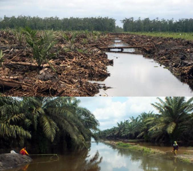 Penanaman Sawit di Kawasan DAS dan Waduk Hambat Program Swasembada Pangan