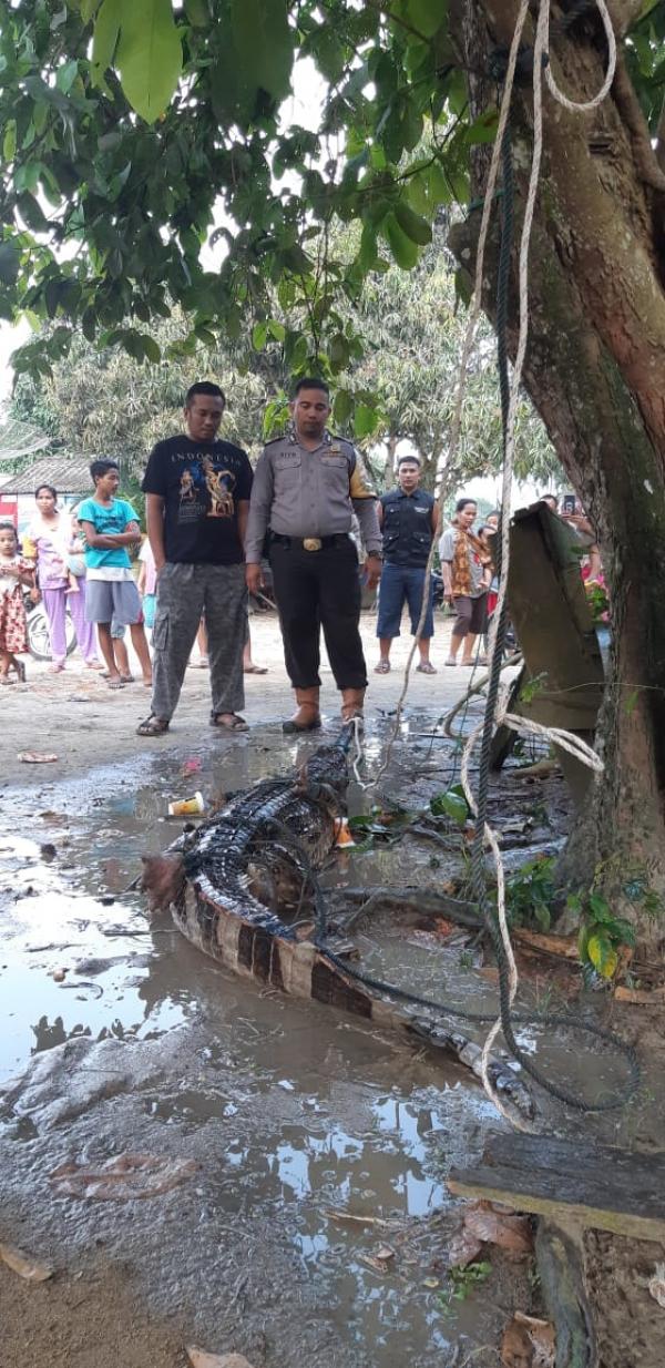 Polisi dan Warga Inhu Tangkap Seekor Buaya Liar di Perkebunan