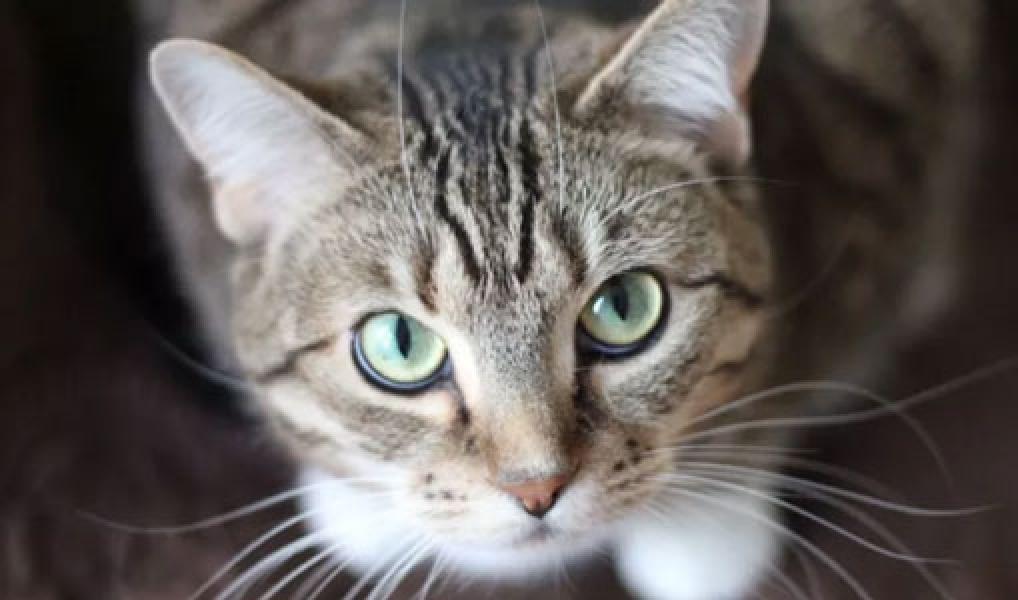Tendang Kucing Berkali-Kali, Wanita Malang Ini Tuai Karmanya