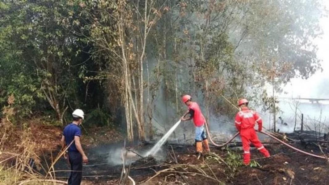 3 Pembakar Hutan di Riau Mengaku Dibayar Pengusaha