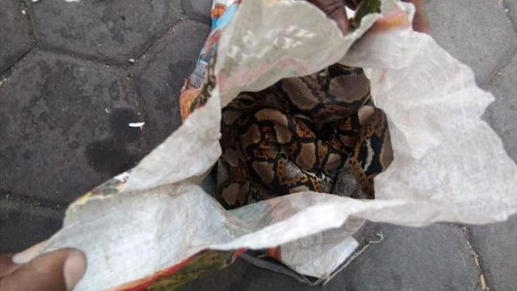 Asrama Papua di Surabaya Dilempari Karung Berisi Ular Piton