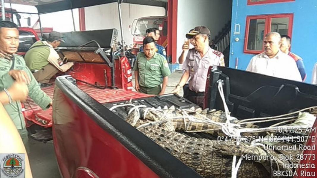 BBKSDA Riau Akan Lepas Liarkan Buaya Masuk Kampung