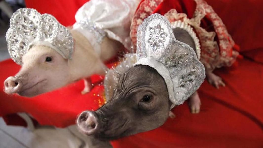 Bukan Perang Dagang, Babi Adalah Prioritas Utama China Kini