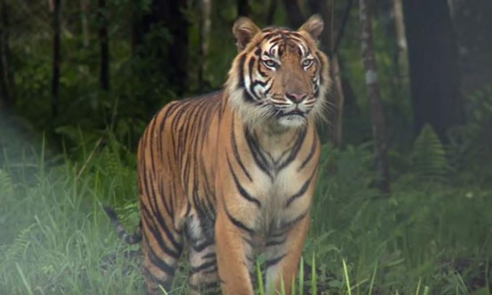 Imbas Karhutla, Dua Harimau Sumatera di Inhil Keluar dari Habitatnya