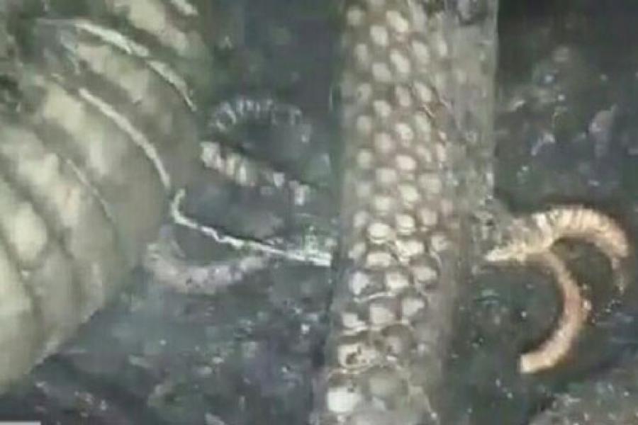 Viral Ular Berkaki di Karhutla Riau, Ahli Tegaskan Itu Bukan Kaki