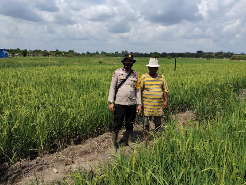 Bhabinkamtibmas Polsek, Teluk Meranti Tinjau Persawahan di Lahan Ketahanan Pangan
