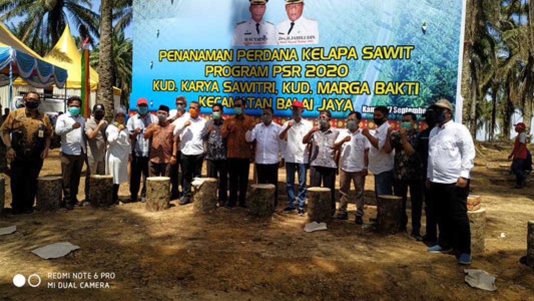 Bupati Suyatno Lakukan Penanaman Perdana Kelapa Sawit Program PSR 2020