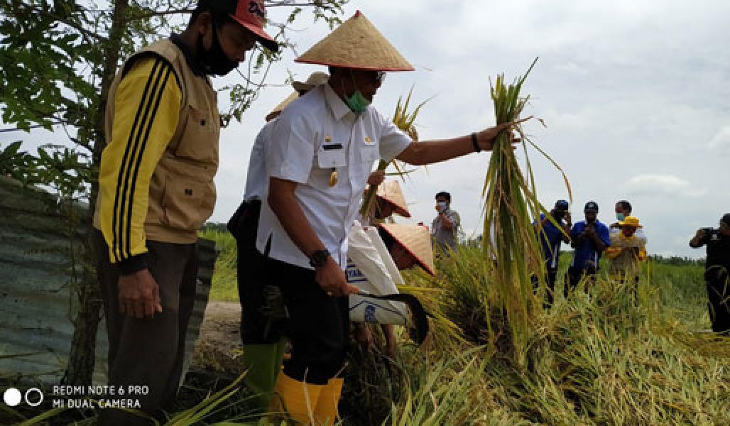 Bupati Suyatno Panen Raya Padi Sawah di Desa Mukti Jaya Seluas 189 Ha