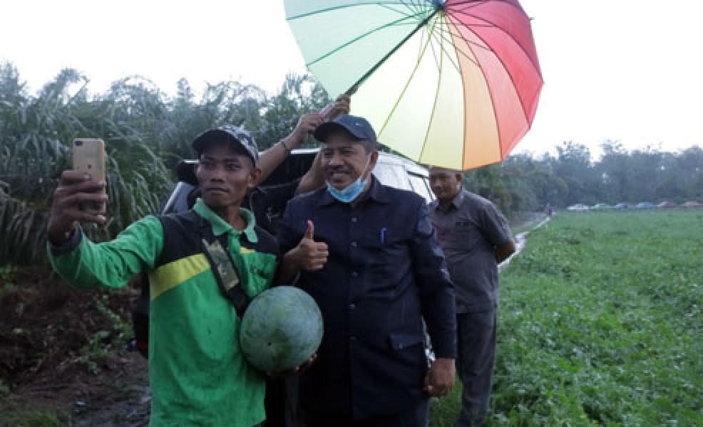 Dorong Sektor Hilir Semangka, Bupati Siak Panen Raya Semangka Di Teluk Salak