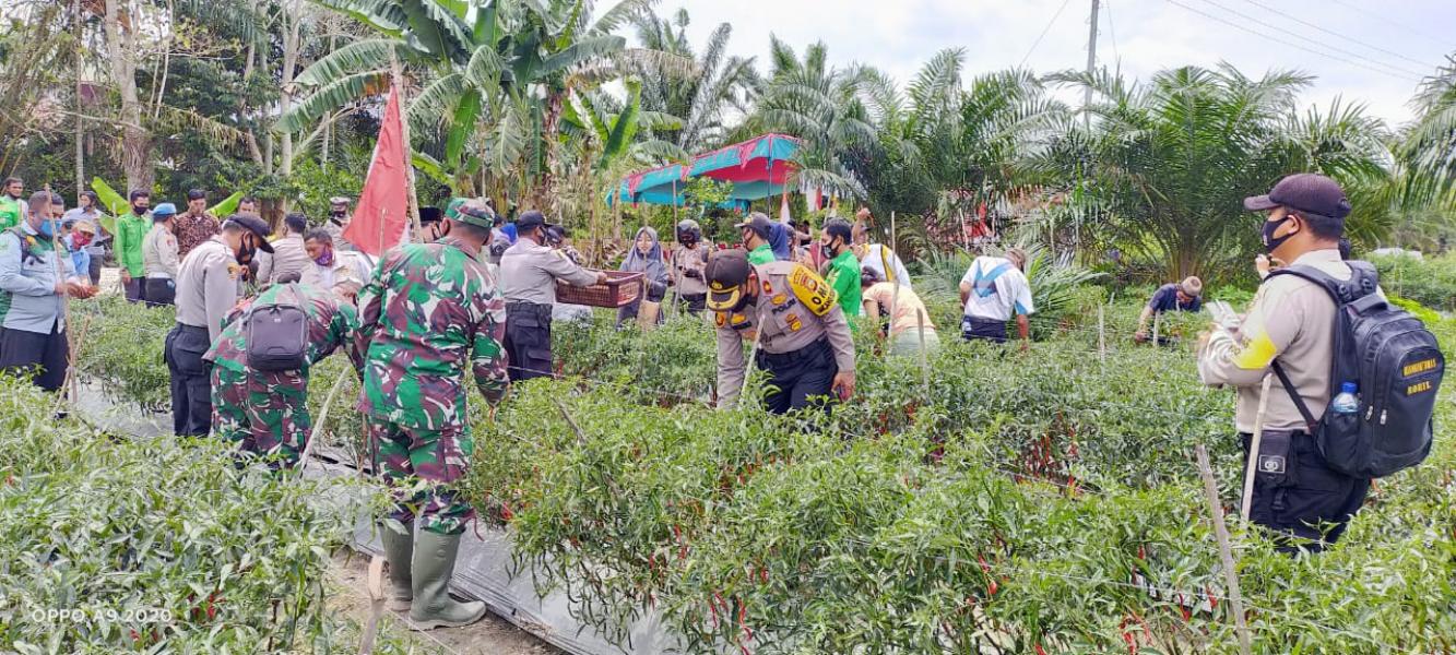Kapolsek Tanah Putih Bersama Muspika, Panen Raya Cabai Panjang di Lahan Ketahanan Pangan