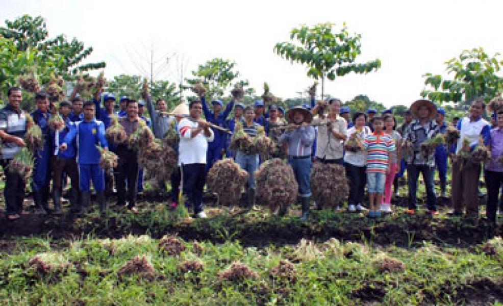 Produksi Bawang Merah P4S Karya Nyata Makin Meningkat