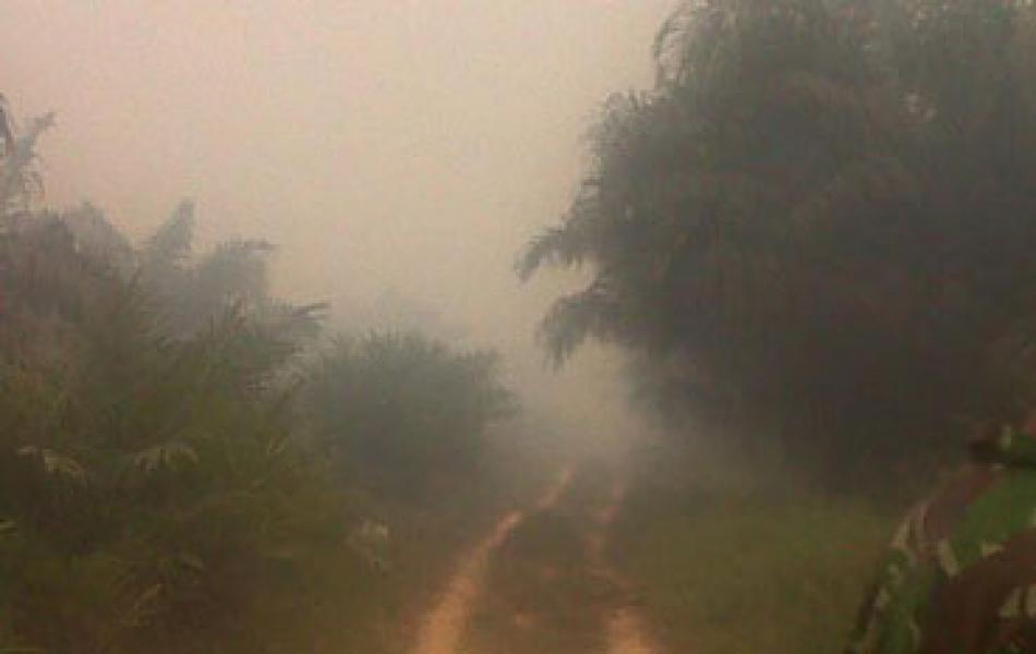 80 Hektare Kebun PT Teso Indah Inhu Terbakar Hebat