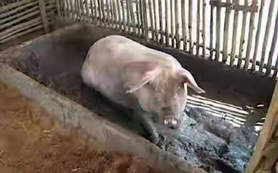 Bau Kandang Babi Cemari Pelabuhan Kuala Asam