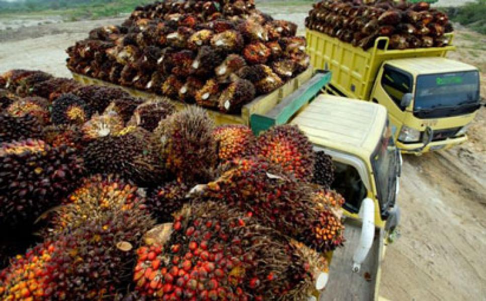 Disinyalir Pengalihan TBS PTP V Sei Rokan Ke PKS Sei Tapung Diselewengkan