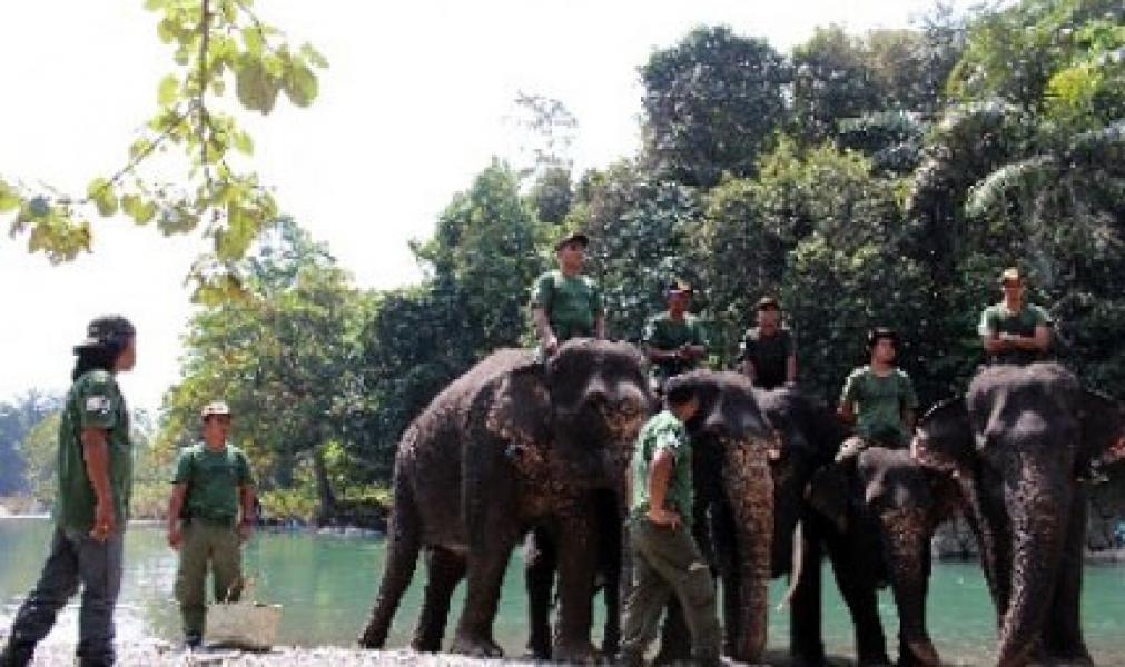 Gajah Bisa Jadi Pecahkan Misteri Pencegahan Kanker