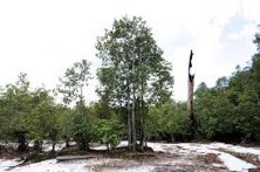 Ganti Rugi Tanaman Tumbuh Diatas Lahan, Pemkab Akan Koordinasi ke Kejaksaan