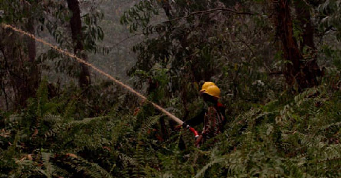 Habitat Terbakar, Gajah Sumatera Mengamuk
