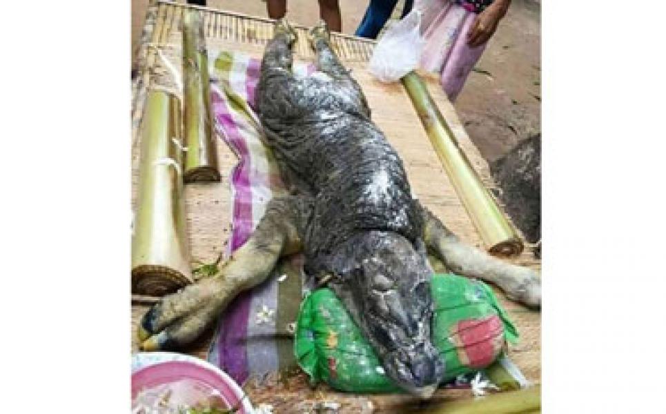 Heboh Penampakan Kerbau Bertubuh Buaya