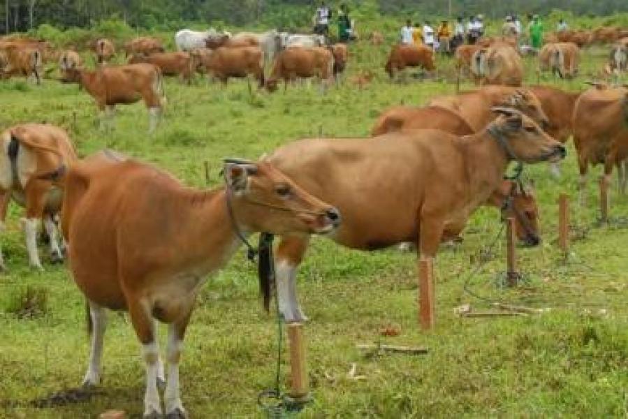 Jefry Noer `Gusar` Hibah Sapi tak Diakomodir Pemprov Riau