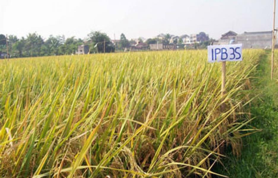 Alumni IPB Siap Kembangkan dan Distribusikan Benih Padi Unggul IPB 3S
