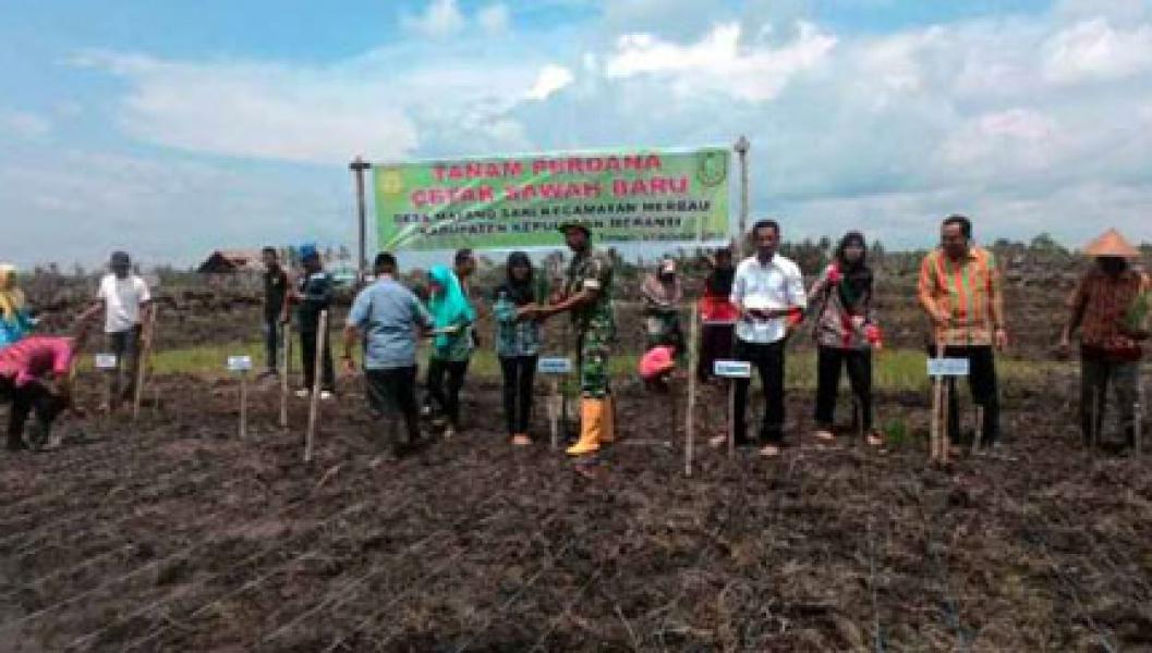 Danramil 08/Merbau Tanam Padi Perdana di Desa Mayang Sari