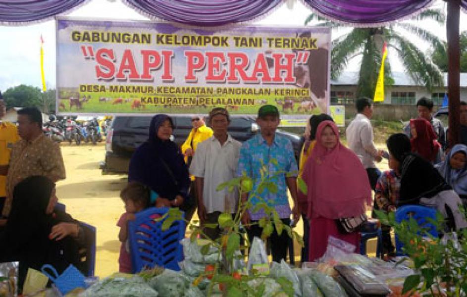Gapoktan Desa Makmur SP 6 Keluhkan Kekurangan Bibit Sapi Perah