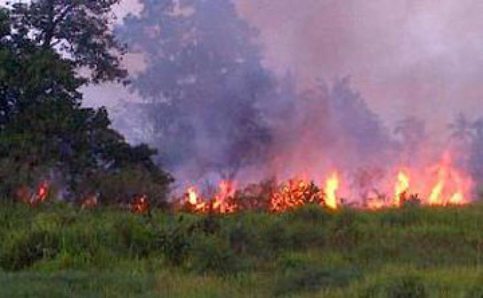 Lahan Terbakar di Riau Tembus 3.810 Hektare