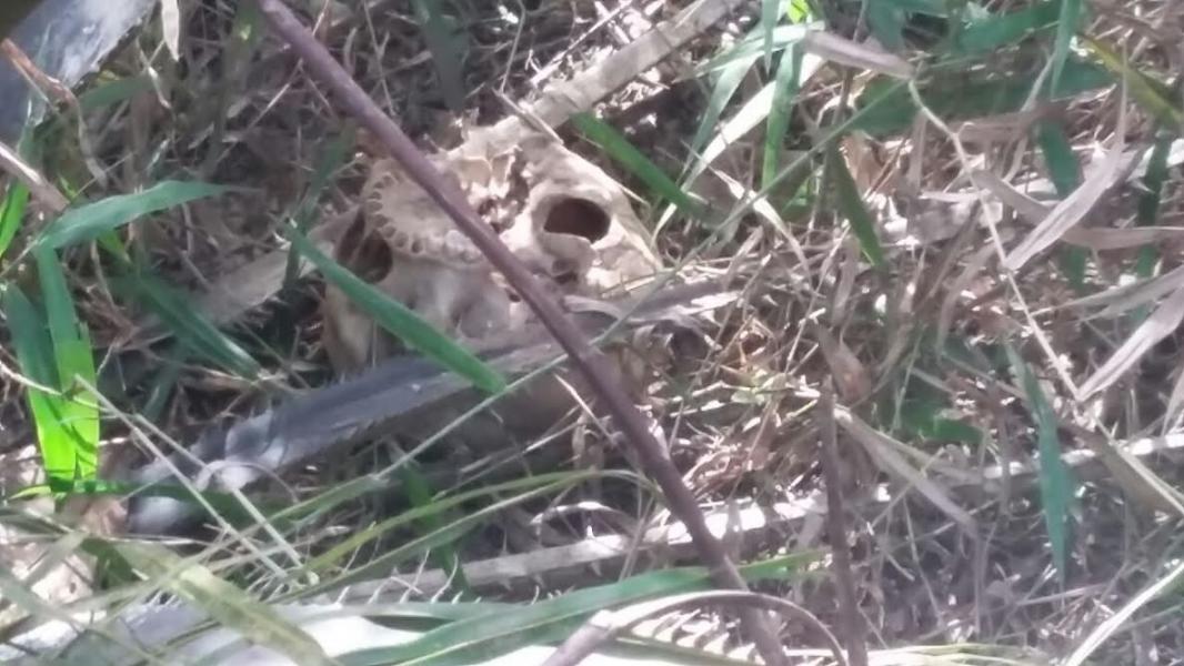 Tengkorak dan Kerangka Manusia Ditemukan di Kebun Sawit di Inhu