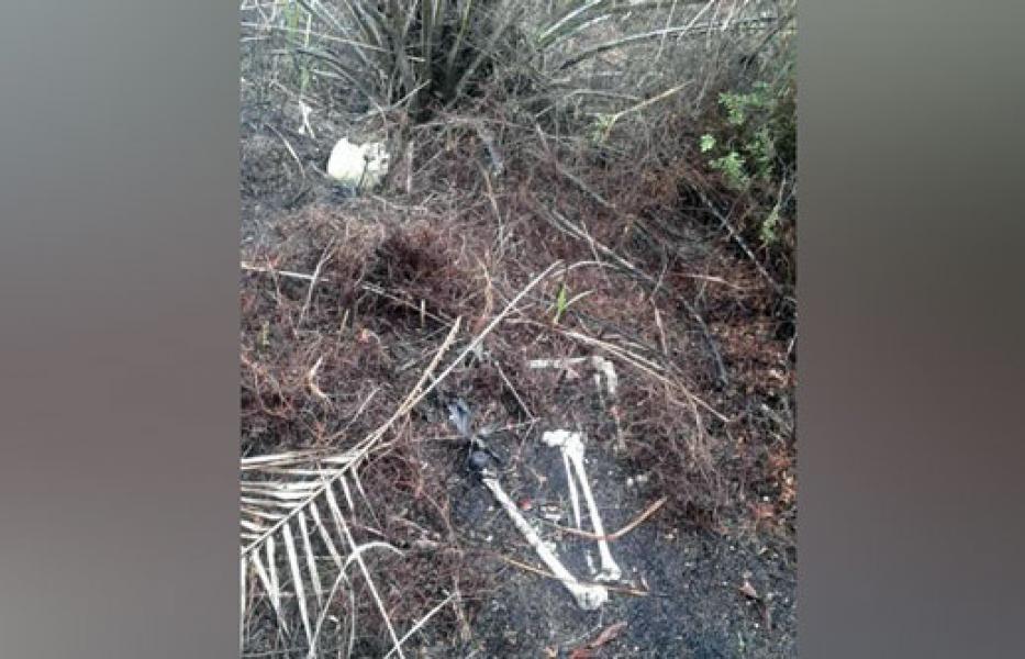Warga Jalan Nelayan Rumbai, Temukan Kerangka Manusia Berserakan di Kebun