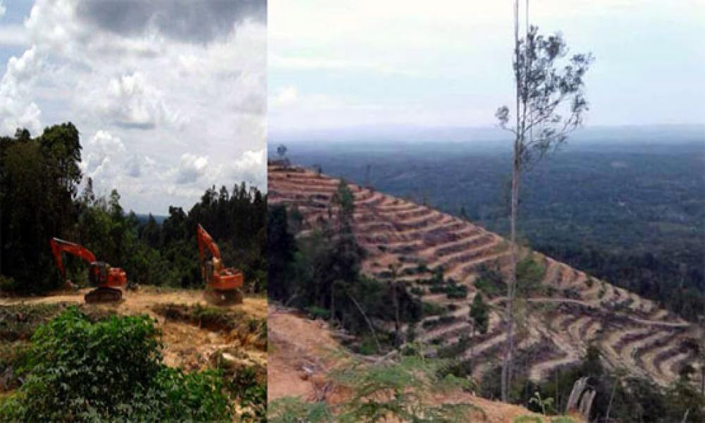 Diduga, Empat Unit Alat Berat Rambah Kawasan HPT Danau Sentul