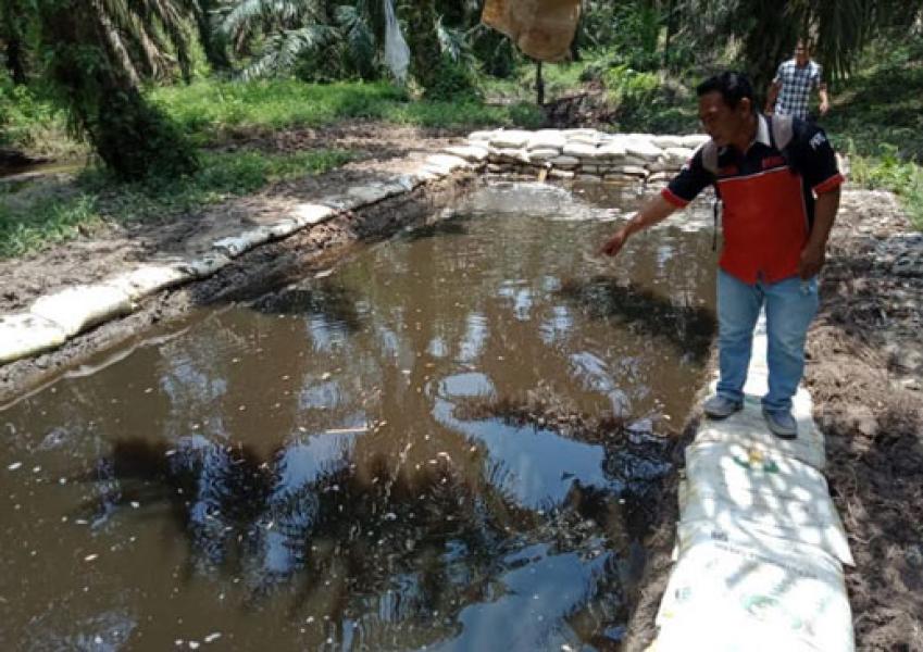 Diduga Limbah PKS, Ribuan Ikan Mati Di Sungai Karang Kuntodarussalam Rohul